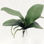 Generico-Shop-Fiori e Piante-Fiori Artificiali-Foglia Phalenopsis x 5 verde-0