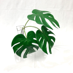 Generico-Shop-Fiori e Piante-Fiori Artificiali-Monstera Foglia Verde LG H 85 cm-100